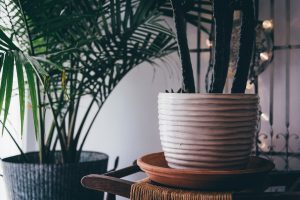 Des plantes en pot dans un décor intérieur chaleureux